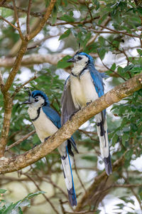 Close-up of bird perching on tree