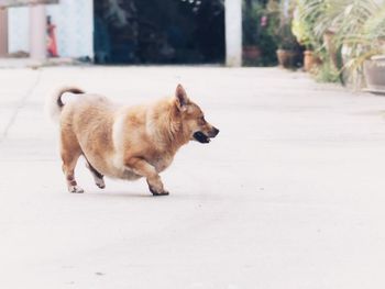 Dog walking on footpath