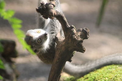 Close-up of monkey on tree