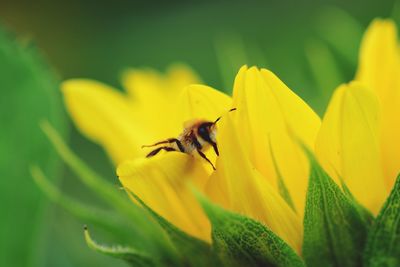 Close-up of insect on yellow flower