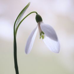 Close-up of white flowering plant