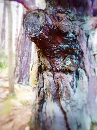 Close-up of lichen on tree trunk