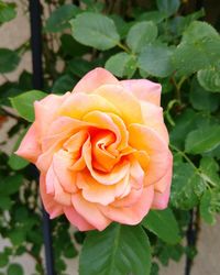 Close-up of orange flower blooming outdoors