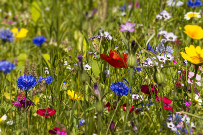 Close-up of purple poppy flowers growing on field
