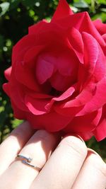 Close-up of hand holding flower