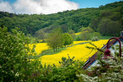 Yellow flowering trees on field against sky