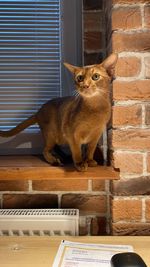 Cat sitting against brick wall