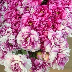 Close-up of pink flowers