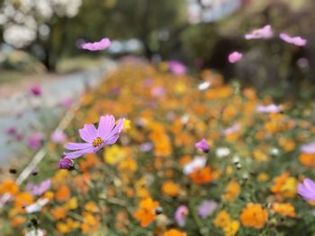 Close-up of pink cosmos flowers