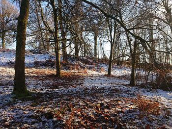 Trees in forest during winter