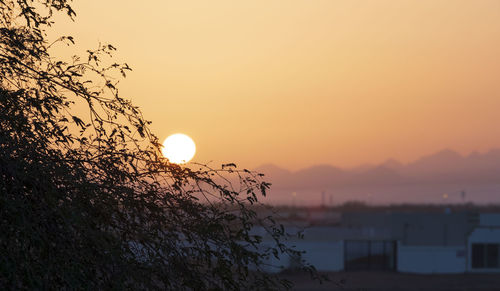 Silhouette plants against sky during sunset