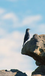 Bird perching on rock