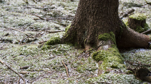 Close-up of lichen growing on tree trunk