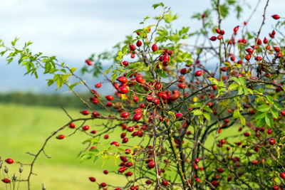 Close-up of red berries growing on tree against sky