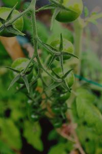 Close-up of plant against blurred background