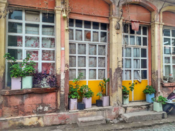 Potted plants outside building