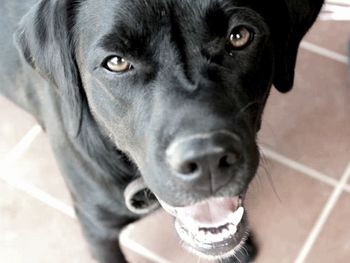 Close-up portrait of a dog
