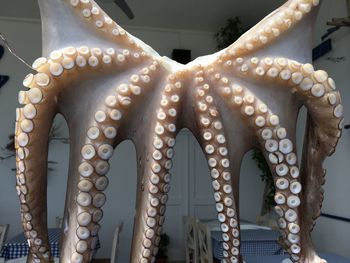 octopus