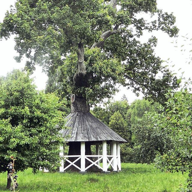 tree, building exterior, built structure, grass, architecture, green color, growth, house, plant, field, nature, day, wood - material, grassy, outdoors, branch, sky, residential structure, clear sky, no people