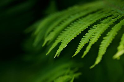 Close up of fern leaves