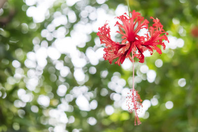 Close-up of red flowering plant