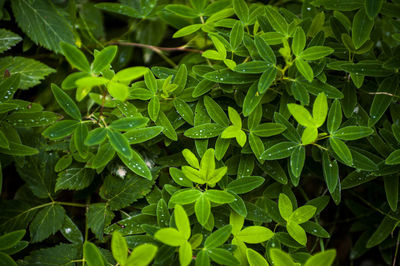 Close-up of green leaves