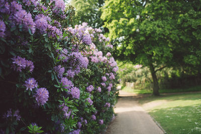 Close-up of purple flowering plants in park