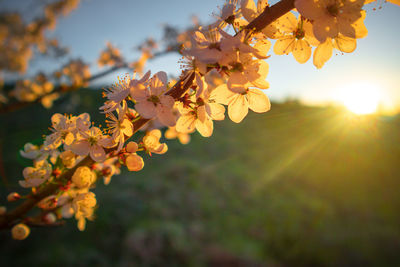 Beautiful plum tree branches full with white flowers in spring.