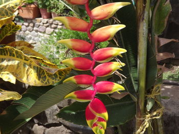 Close-up of red flowers