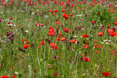 Close-up of red poppy flowers in field