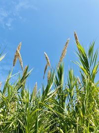 Close-up of crops growing on field against sky