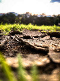 Close-up of log on field against sky