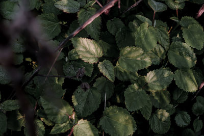 Full frame shot of fresh green leaves