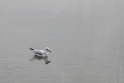 Close-up of bird flying over water