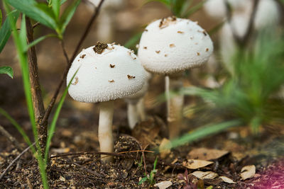 Close up of wild white mushrooms on the ground in a field