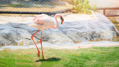 Duck standing on rock in zoo