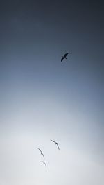 Low angle view of birds flying in the sky