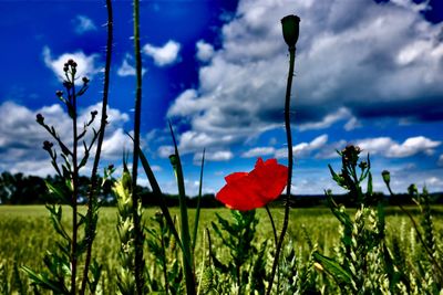 Plants growing on field against cloudy sky
