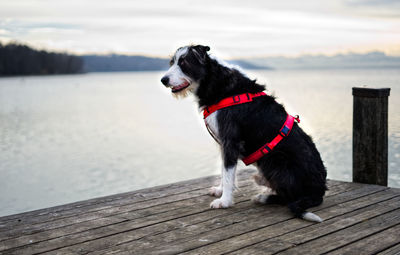 Dog looking away while standing on pier