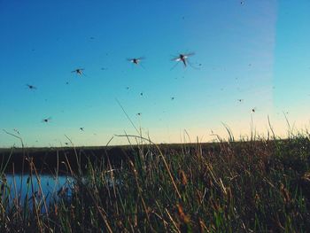 Birds flying over field against clear sky