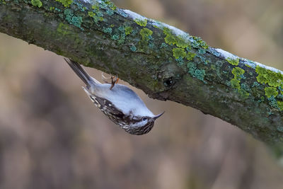 Close-up of bird on branch