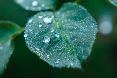 Close-up of water drops on leaves