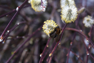 Close-up of bee pollinating on flower