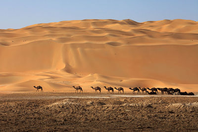Scenic view camel herd against sand dunes