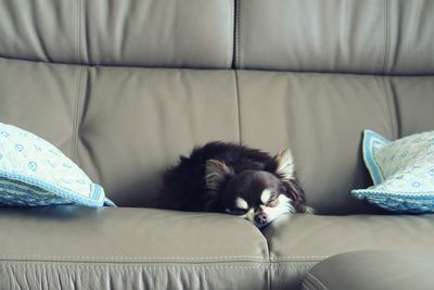 Chihuahua sleeping on sofa at home