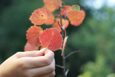 Close-up of hand holding plant