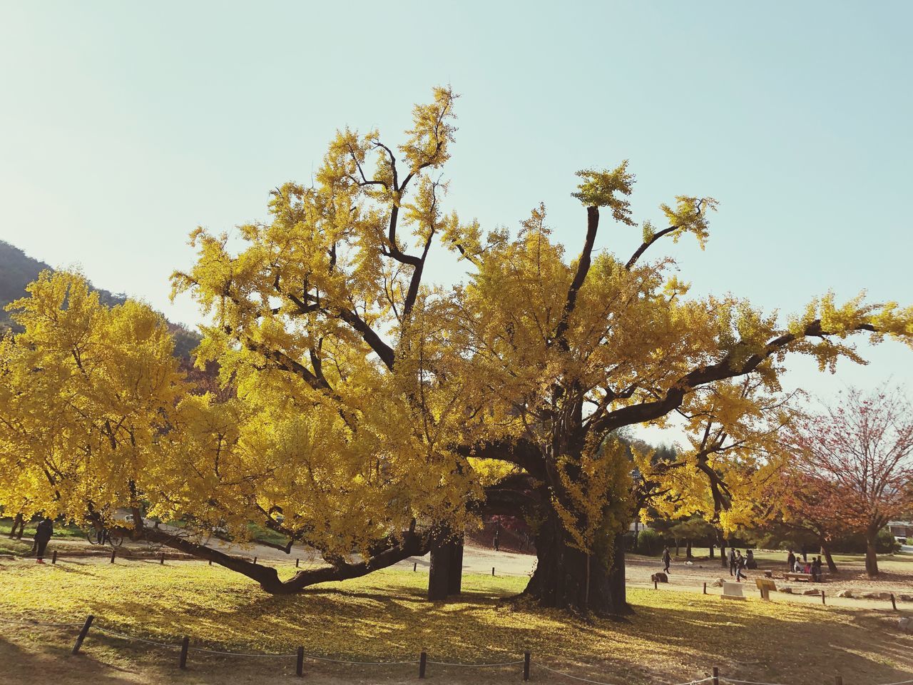 TREES IN PARK AGAINST SKY