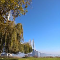 Trees against clear blue sky