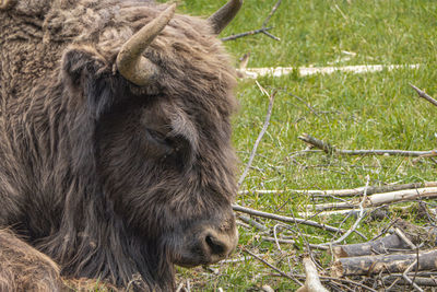 Close-up of a horse on field