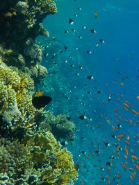 Fish swimming in sea